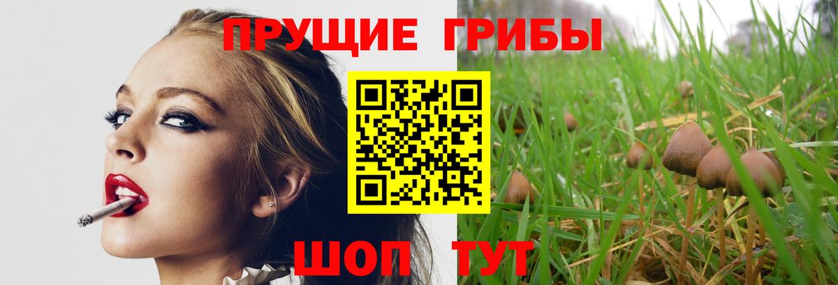 Псилоцибиновые грибы Magic Shrooms  Вход с VPN  Россия  цена   Галлюциногенные грибы Psilocybe 